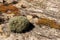 Succulents grow on scanty stony soil. Red center in the Australian desert, outback in Northern Territory, Australia