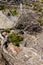 Succulents grow on scanty stony soil. Red center in the Australian desert, outback in Northern Territory, Australia