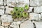 Succulents growing out of wall desire to live