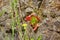 Succulents growing on rocks on Madeira island