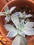 Succulents growing in terra cotta pot