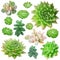 succulents isolated pictures
