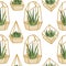 succulents pattern pictures