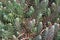 Succulents plant branches green perennial sedum close-up