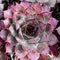 Succulents plant fractal