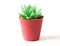 Succulents plant in pot on white background