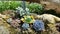 Succulents plants in wood and stones