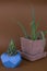 succulents potted in painted concrete pot on brown background