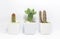 Succulents. Potted small house plants, home interior. White minimal cactus in a jar.