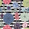 Succulents seamless striped pattern. Succulent ornament with sripes.