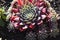 Succulents. Sempervivum arachnoidium robin in dark red.