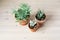 Succulents senecio, opuntia, haworthia in terracotta pots