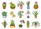 Succulents set, cactus, peyote, echeveria, haworthia, aloe vera. Green decorative plants in the teacup and pots. Floral