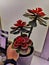 succulents stone rose with red color on a white windowsill