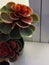 succulents stone rose with red color on a white windowsill