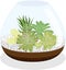 Succulents terrarium