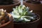 Succulents: various echeveria indoor plants in pots. Mix of beautiful succulents. Lifestyle image