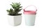 Succulents in white flowerpot and two small buckets