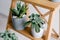 Succulents on a wooden shelf. Beautiful indoor plants in gray pots.