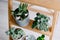 Succulents on a wooden shelf. Beautiful indoor plants in gray pots.