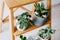 Succulents on a wooden shelf. Echeveria Doris Taylor and Aloe variegata.