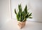 Succulents. Yellow and green Sansevieria (Dracaena trifasciata the snake plant)