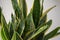 Succulents. Yellow and green Sansevieria (Dracaena trifasciata the snake plant)