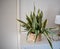 Succulents. Yellow and green Sansevieria (Dracaena trifasciata the snake plant)