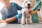 Such a cute patient. A team of two professional veterinarians inspecting the health of a small, obedient dog standing on