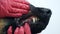 Such a sweet patient. Close-up of a veterinarian\'s hand examining the jaw of a large dog