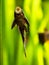 Suckermouth catfish or common pleco Hypostomus plecostomus eating on the aquarium glass with blurred background