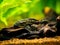 suckermouth catfish or common pleco (Hypostomus plecostomus) isolated in a fish tank