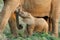 Suckling Baby African Elephant