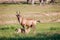 Suckling baby Red hartebeest.