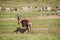 Suckling baby Red hartebeest.