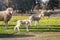 Suckling lamb with umbilical cord, starting to graze