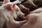 Suckling newborn piglet