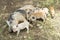 Suckling piglets and sow living in nature on an Island in South Pacific, Cook Islands.