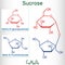 Sucrose sugar molecule. Structural chemical formula and molecule model