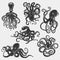 Suction cups on octopus tentacle.