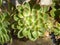 Suculent Echeveria close up in a planter