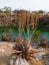 Suculent plants at Otjikoto lake