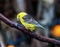 Sudan Golden Sparrow Close Up