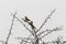 Sudan golden sparrow, Passer luteus, in a shrub