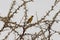 Sudan golden sparrow, Passer luteus, in a shrub