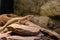 Sudan plated lizard Gerrhosaurus major sitting on a stone.