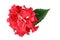 Sudanese rose flower