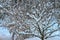 Sudden snowfall. Landscape in the garden. There is a lot of snow on the branches of viburnum and Apple trees. Red frozen viburnum