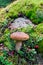 Suede bolete mushroom