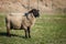 Suffolk black-faced sheep grazing on a meadow